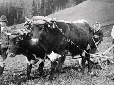 Feld umgraben mit den Ochsen