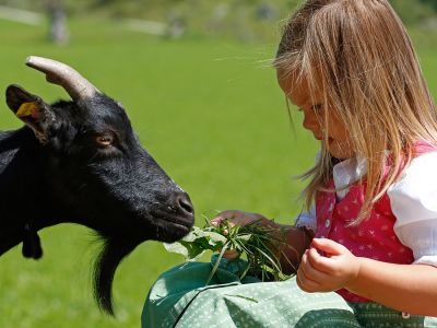 Feeding goats